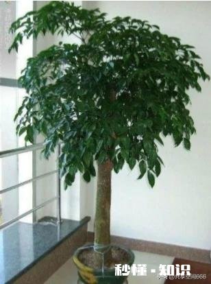 进门右边是沙发，沙发边有一米的空间放什么植物好