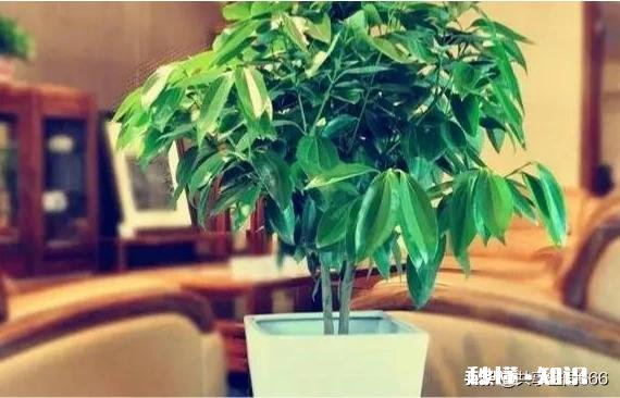 进门右边是沙发，沙发边有一米的空间放什么植物好