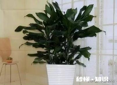 进门右边是沙发，沙发边有一米的空间放什么植物好