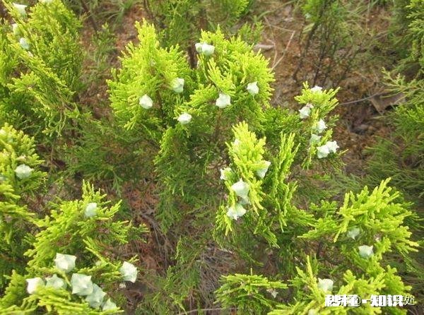 雪柏树怎么种植