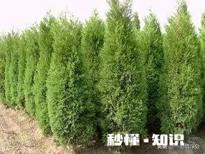 雪柏树怎么种植