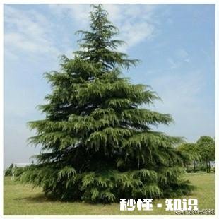 雪柏树怎么种植