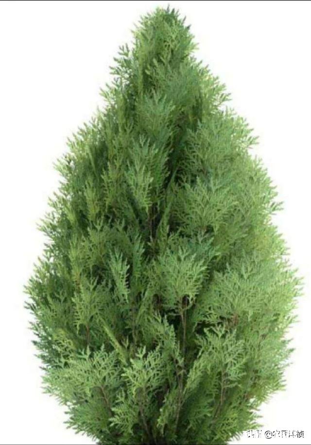 雪柏树怎么种植