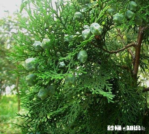 雪柏树怎么种植