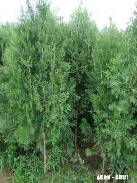 雪柏树怎么种植