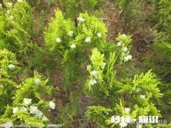 雪柏树怎么种植