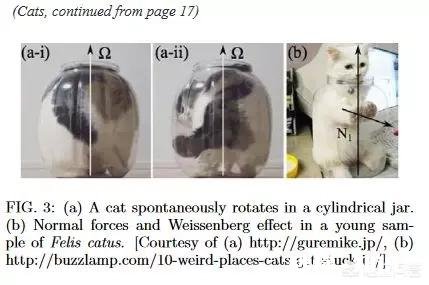 猫的身体为什么这么软