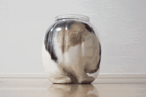 猫的身体为什么这么软