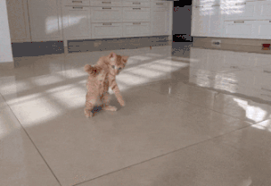 猫的身体为什么这么软