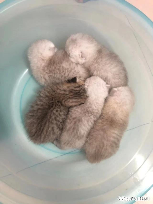 猫的身体为什么这么软