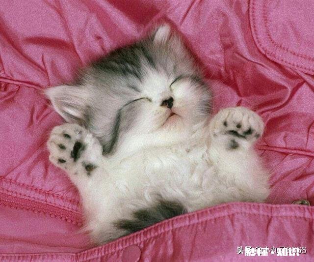 猫的身体为什么这么软