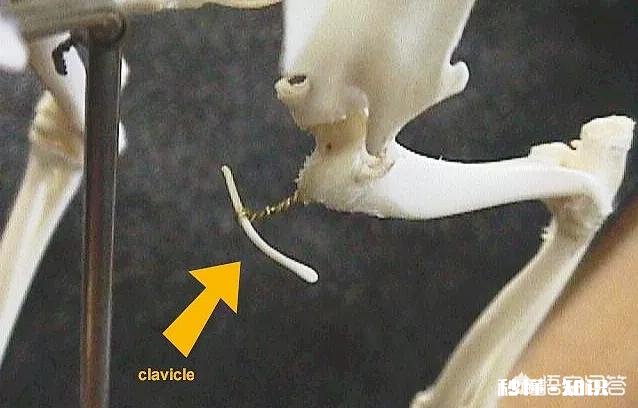 猫的身体为什么这么软