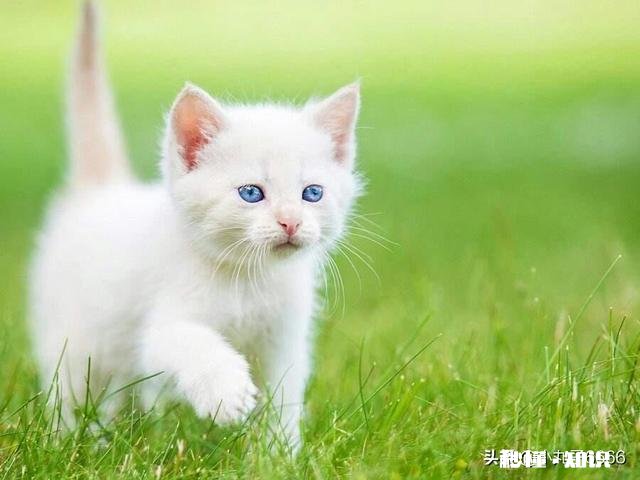 猫的身体为什么这么软