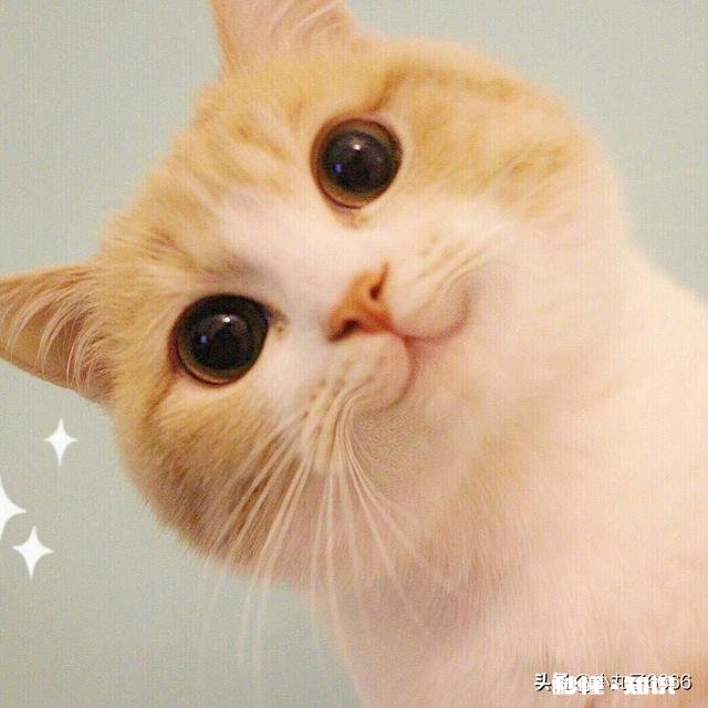 猫的身体为什么这么软