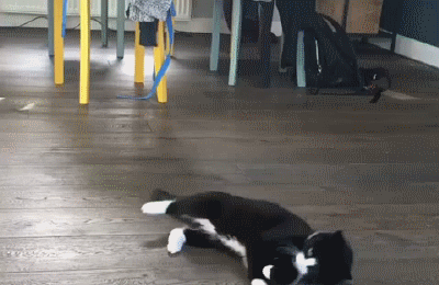 猫的身体为什么这么软