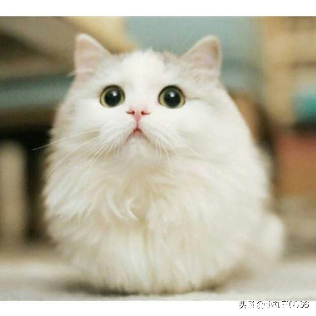 猫的身体为什么这么软