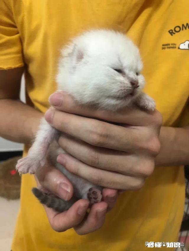 猫的身体为什么这么软