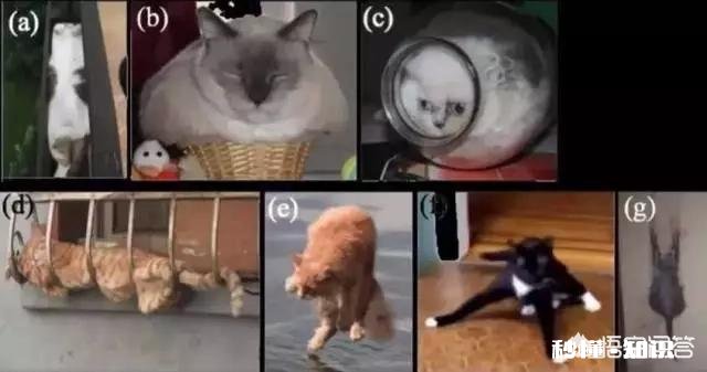 猫的身体为什么这么软