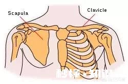 猫的身体为什么这么软