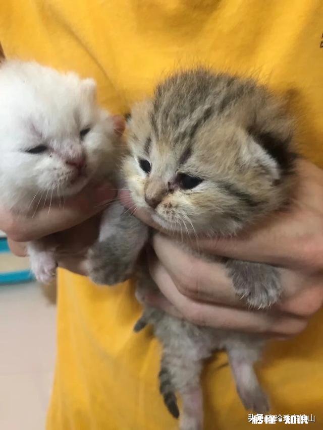 猫的身体为什么这么软