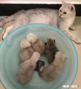 猫的身体为什么这么软