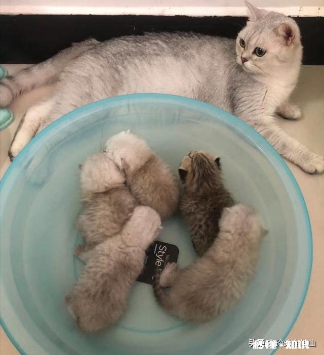 猫的身体为什么这么软