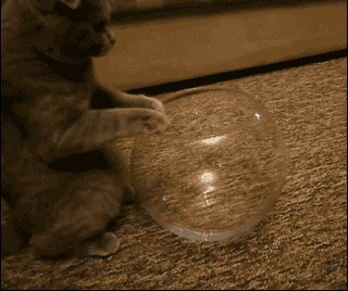 猫的身体为什么这么软