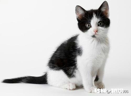 猫的身体为什么这么软