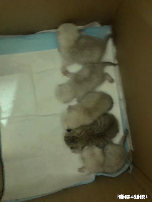 猫的身体为什么这么软