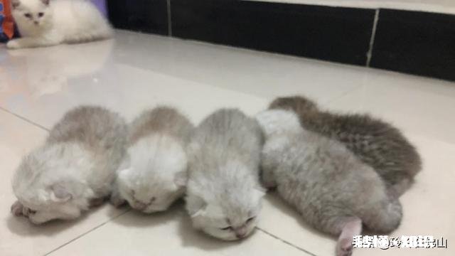 猫的身体为什么这么软