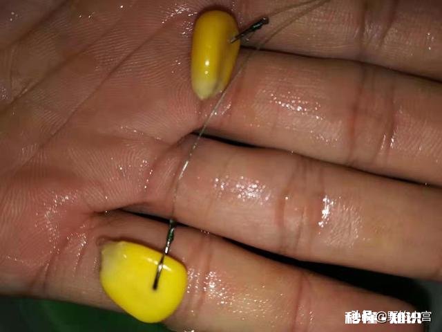 淡水鱼中你最喜欢钓哪种鱼为什么