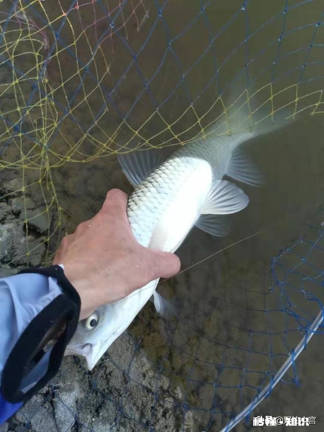 淡水鱼中你最喜欢钓哪种鱼为什么