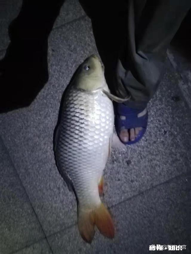 淡水鱼中你最喜欢钓哪种鱼为什么