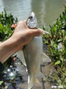 淡水鱼中你最喜欢钓哪种鱼为什么