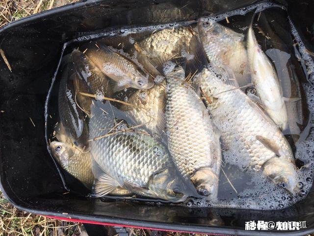 淡水鱼中你最喜欢钓哪种鱼为什么