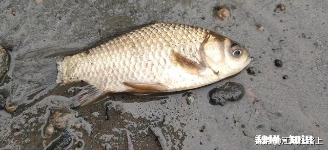 淡水鱼中你最喜欢钓哪种鱼为什么