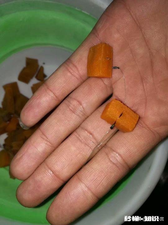 淡水鱼中你最喜欢钓哪种鱼为什么