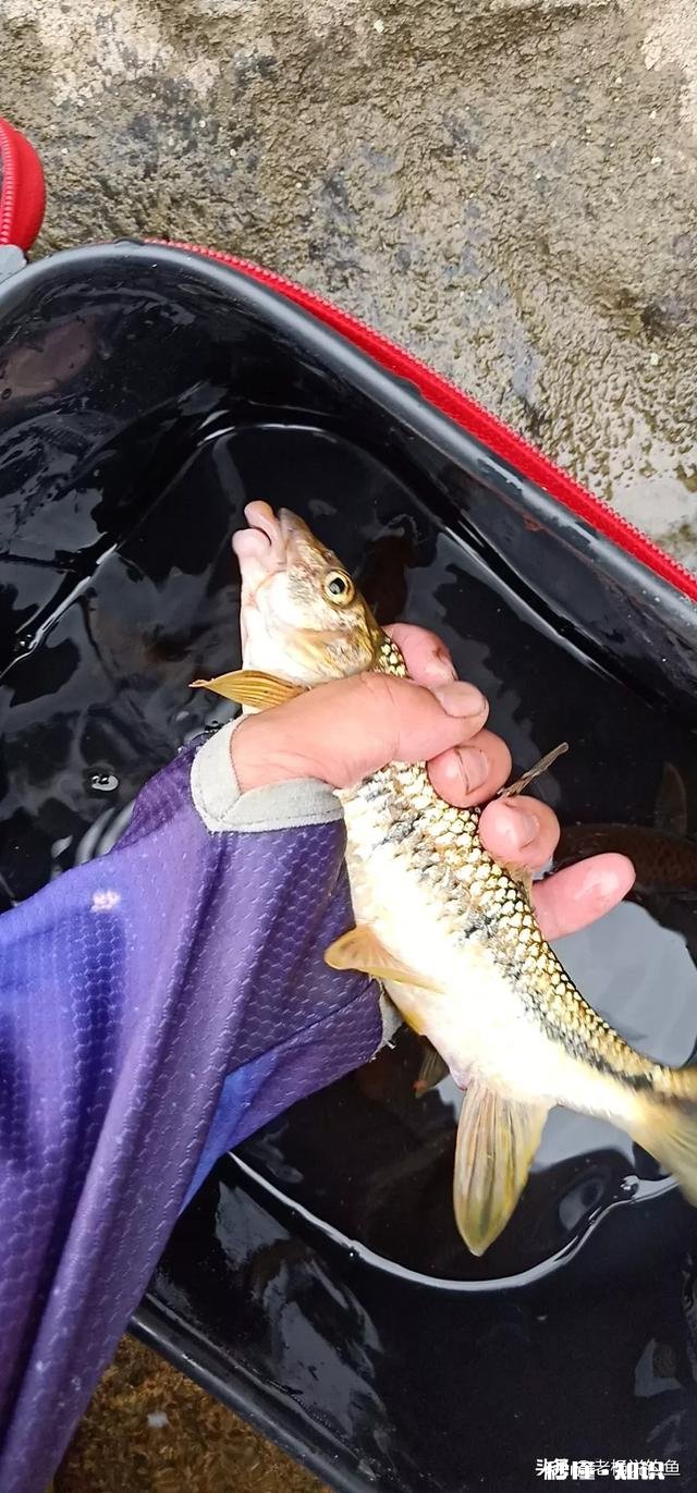 淡水鱼中你最喜欢钓哪种鱼为什么