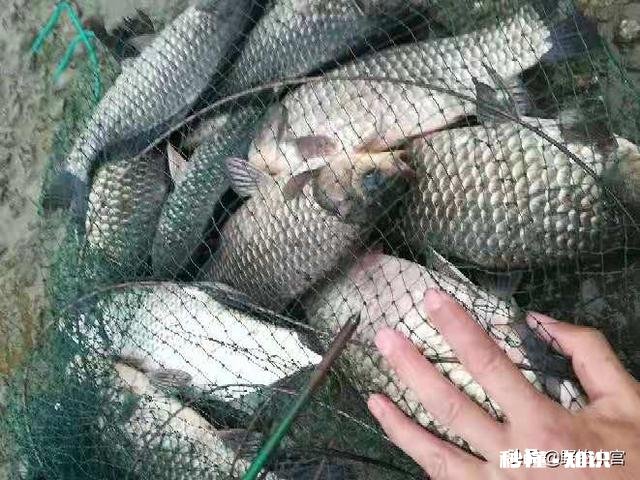 淡水鱼中你最喜欢钓哪种鱼为什么