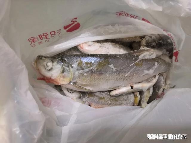 淡水鱼中你最喜欢钓哪种鱼为什么