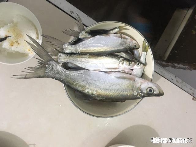 淡水鱼中你最喜欢钓哪种鱼为什么