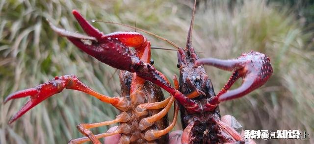 淡水鱼中你最喜欢钓哪种鱼为什么