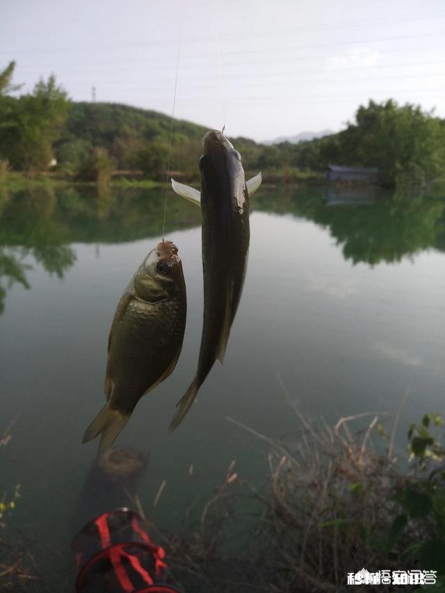 野钓水底水草较多,怎样调钓