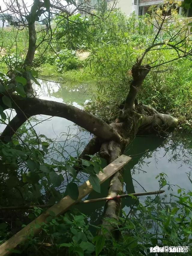 野钓水底水草较多,怎样调钓