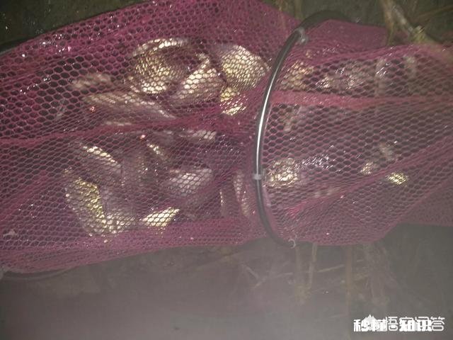 野钓水底水草较多,怎样调钓