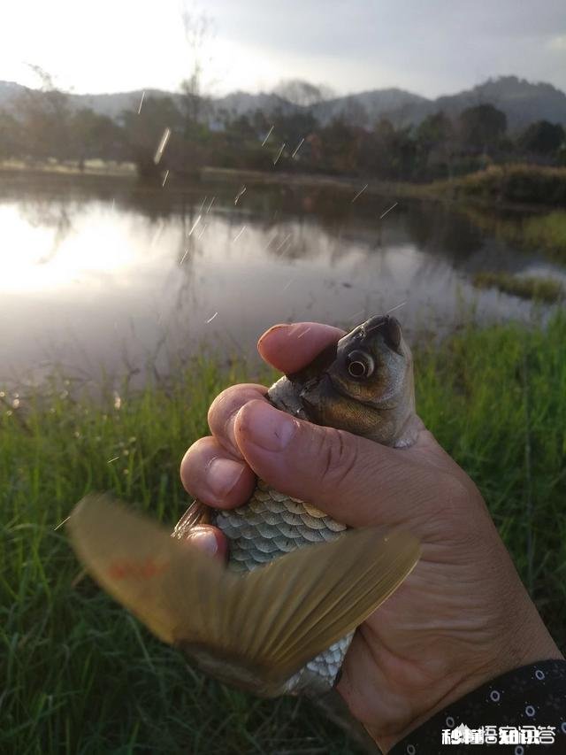 野钓水底水草较多,怎样调钓