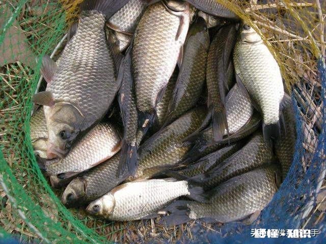 双勾带饵调平水，钓二目，饵在水下是离底的情况，这是怎么回事