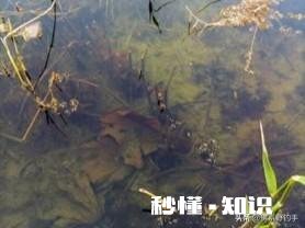 双勾带饵调平水，钓二目，饵在水下是离底的情况，这是怎么回事