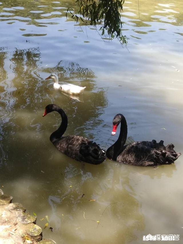 我想给一个喜欢的妹子买一部note9,请问妹子会反感吗