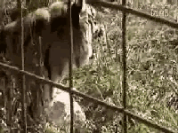 把一个足够大的老虎族群引入非洲,它们能在那里繁洐生息吗